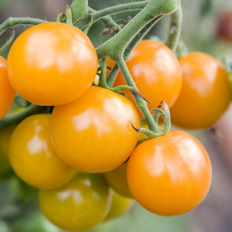 Sun Gold Tomato Health Benefits