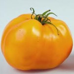 Sunray Tomato 