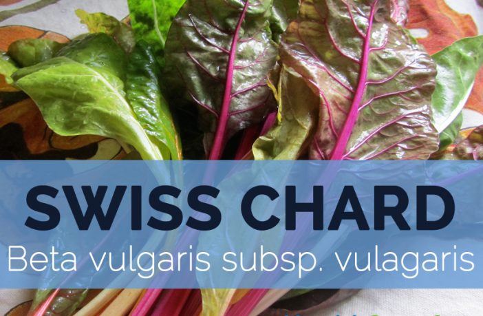 Swiss Chard Facts Health Benefits And Nutritional Value