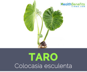 Taro facts and health benefits