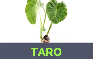 Taro facts and health benefits