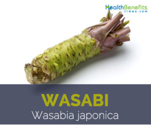 Wasabi facts and health benefits