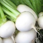  White Egg Turnip