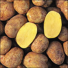 Yukon Golds Potatoes