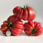 Zapotec Pink Ribbed tomato