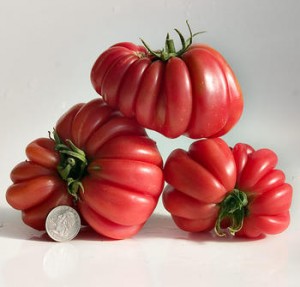 Zapotec Pink Ribbed tomato