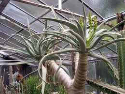 Aloe Dichotoma