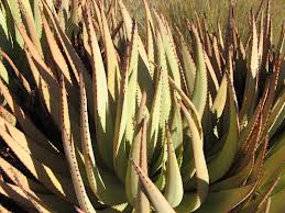 Aloe argenticauda