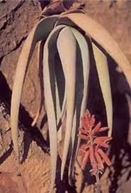 Aloe corallina