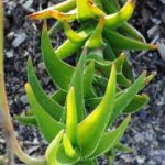 Aloe decumbens