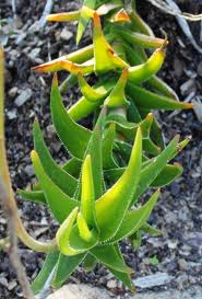 Aloe decumbens