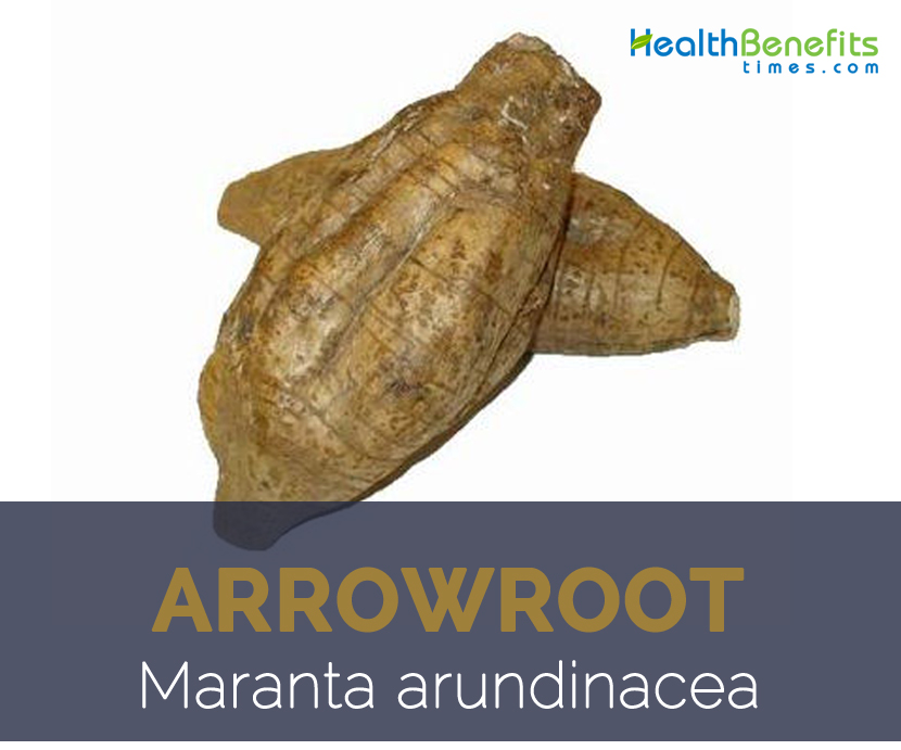 Arrowroot facts and health benefits