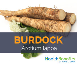 Burdock - Arctium lappa