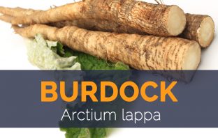 Burdock - Arctium lappa