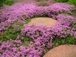 Creeping Pink Thyme