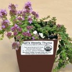  Hall's Woolly Thyme