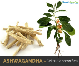 Health-benefits-of-Ashwagandha