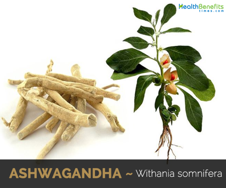 25 Top health benefits of Ashwagandha HB times