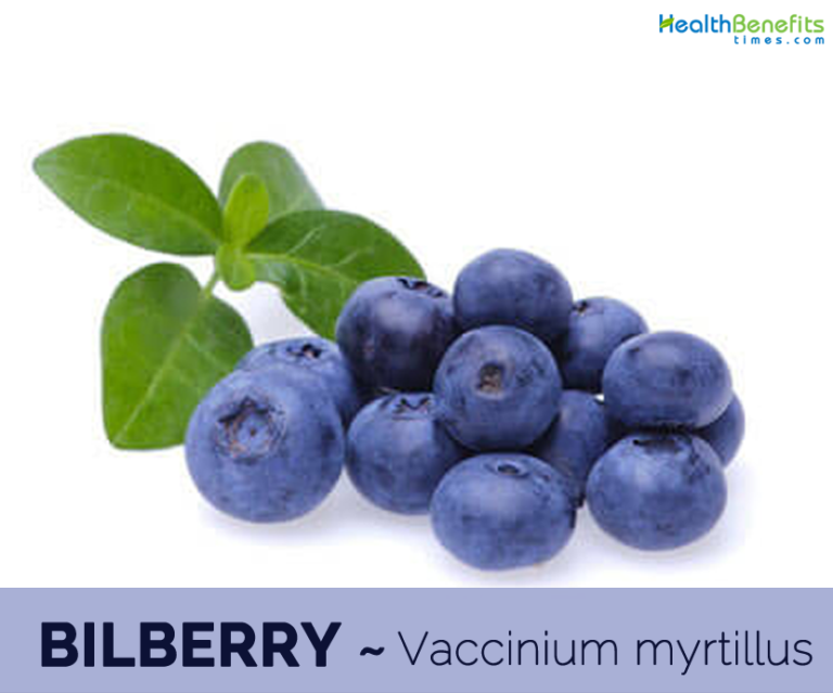 Bilberry facts and health benefits