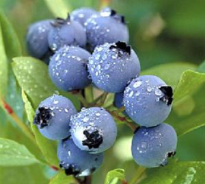 Health benefits of Bilberry