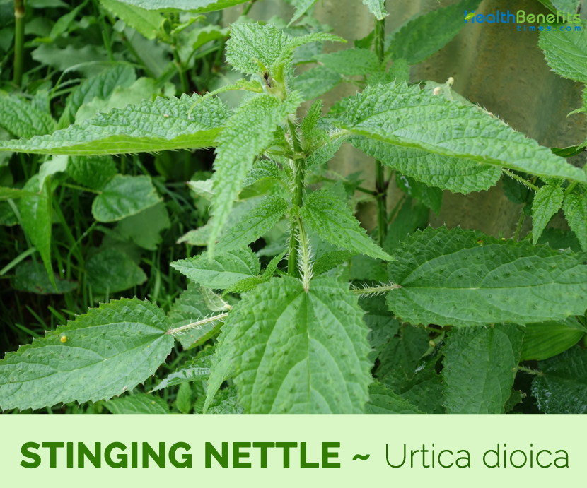 Health benefits of Stinging Nettle