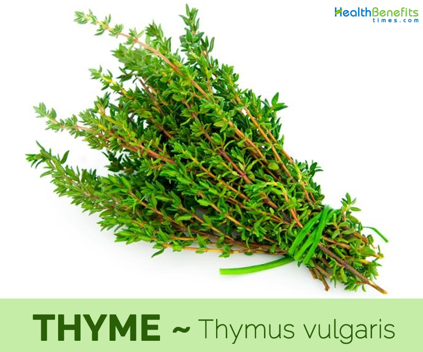 Health benefits of Thyme