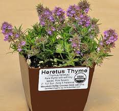 Heretus Thyme