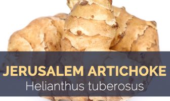 Jerusalem artichokes - Helianthus tuberosus