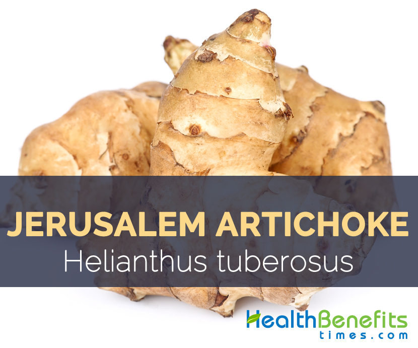 Jerusalem artichokes - Helianthus tuberosus