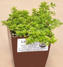 Lime Thyme