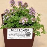  Mint Thyme