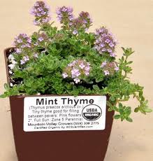 Mint Thyme