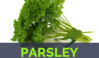 Parsley - Petroselinum crispum