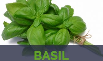 Basil facts and health benefits