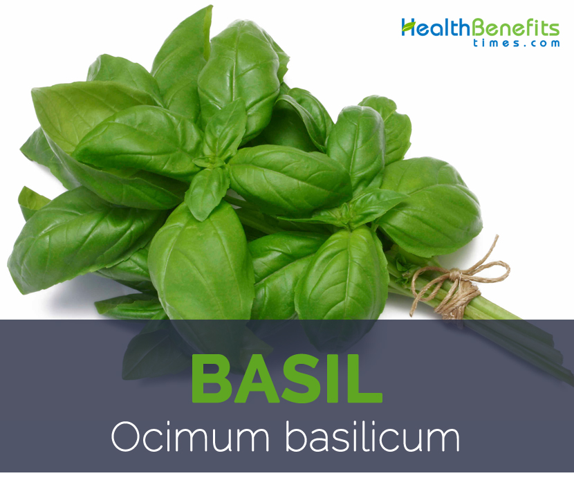 Basil facts and health benefits