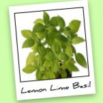  Lemon Lime Basil Blend