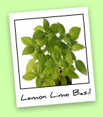 Lemon Lime Basil Blend