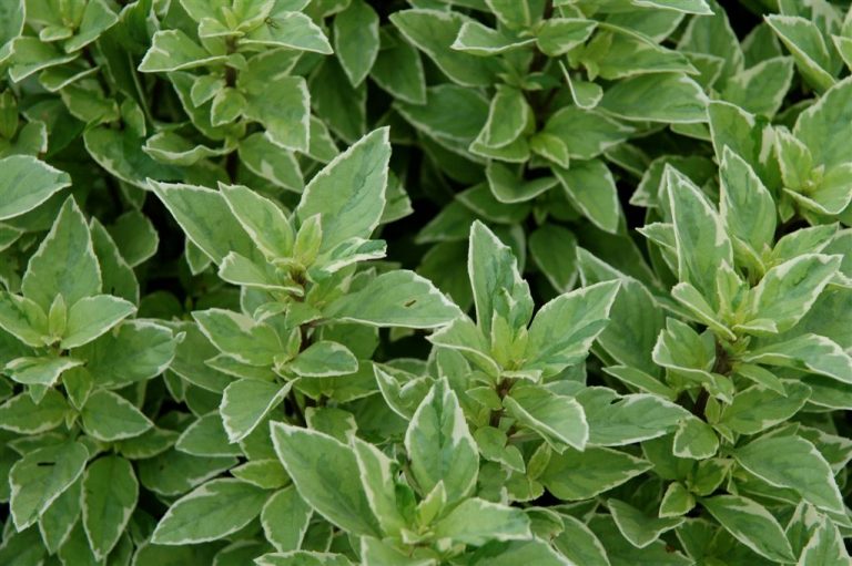 Pesto Perpetuo Health Benefits