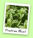 Pinetree Basil