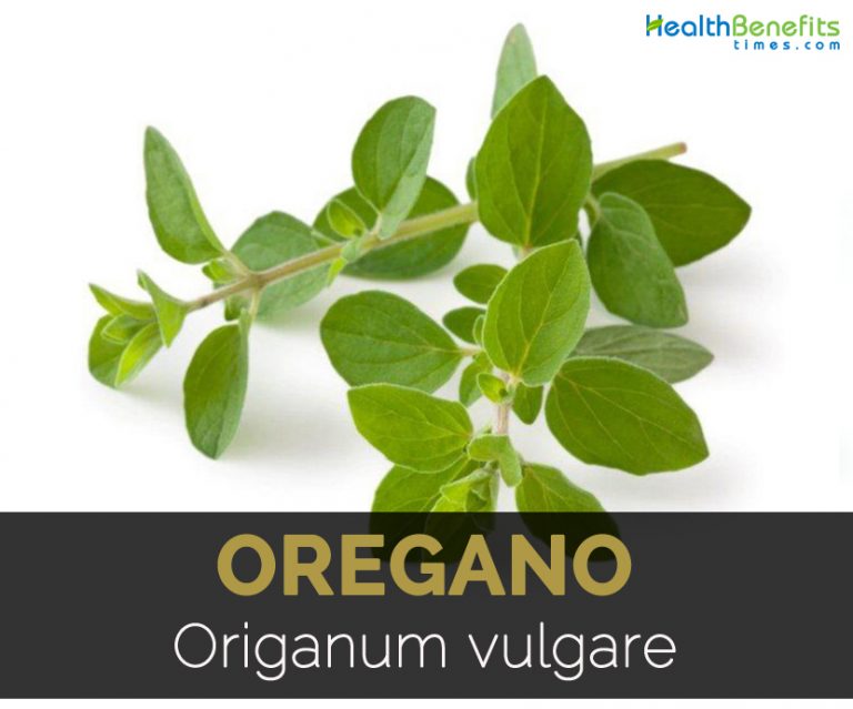 Oregano Facts and Health Benefits