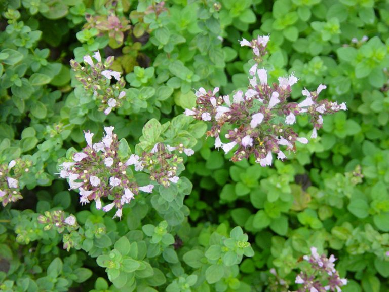 Turkish Oregano Health Benefits