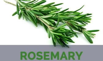 Rosemary facts and health benefits