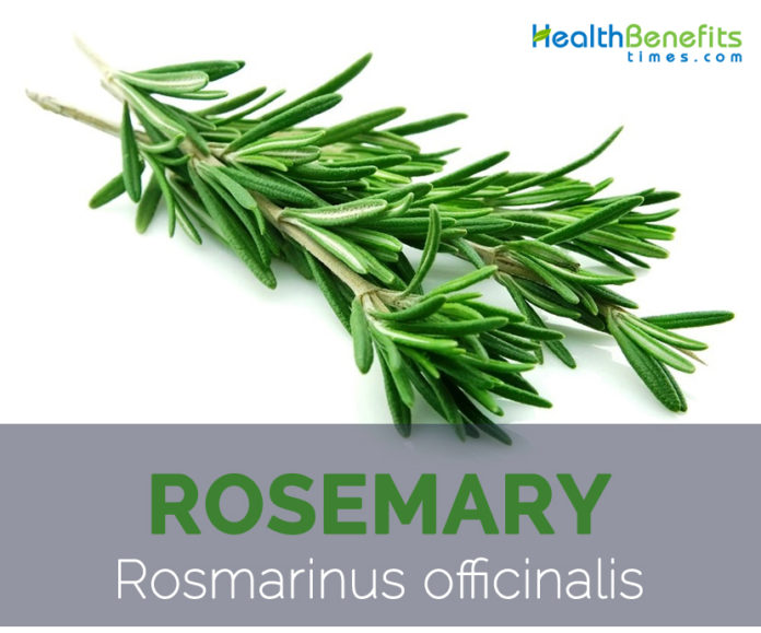 Rosemary facts and health benefits