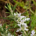 White Rosemary 