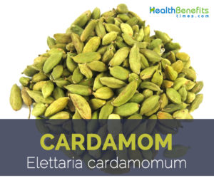 Cardamom facts and health benefits