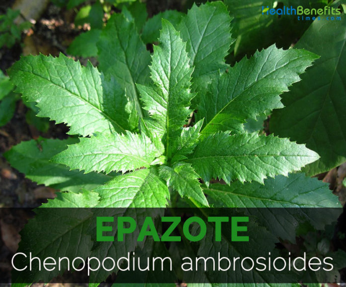 Epazote Facts, Health Benefits and Nutritional Value