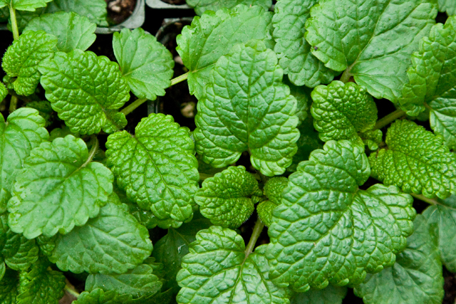 Mint nutrition facts and health benefits HB times