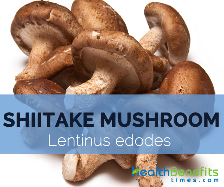 Shiitake mushroom Fact, Health Benefits & Nutritional Value