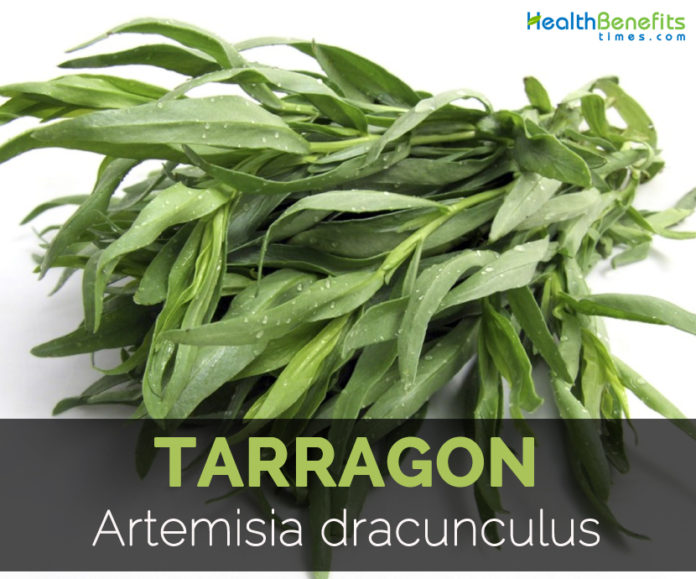 Tarragon Facts, Health Benefits and Nutritional Value