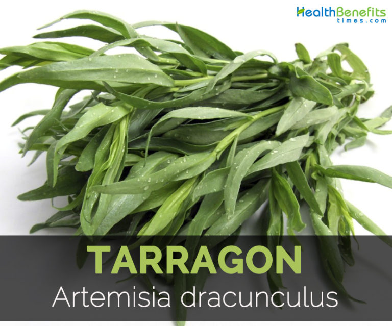 Tarragon Facts, Health Benefits and Nutritional Value